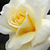 Sárga - Virágágyi floribunda rózsa - Diana®